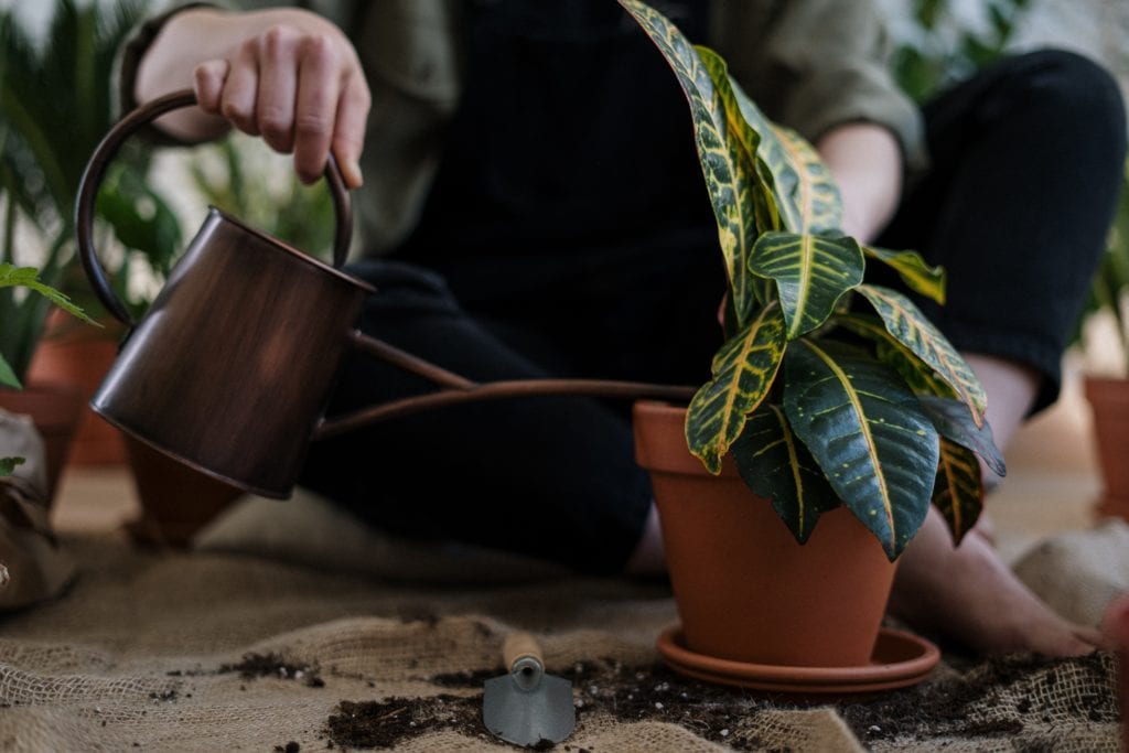 person watering plant