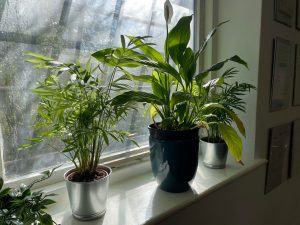 office plants